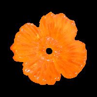 California Poppy