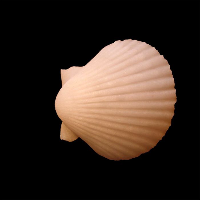 Awesomely Realistic Scallop Sea Shell