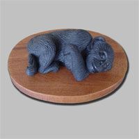 SOLD: Cute Baby Chimp Sleeping